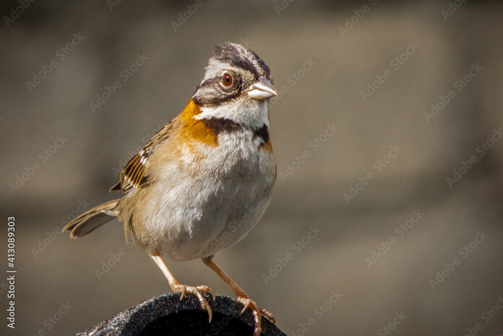 Fototapeta premium AVE 4