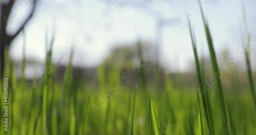 Fresh green grass camera moving between grassblades, close to the ground photo