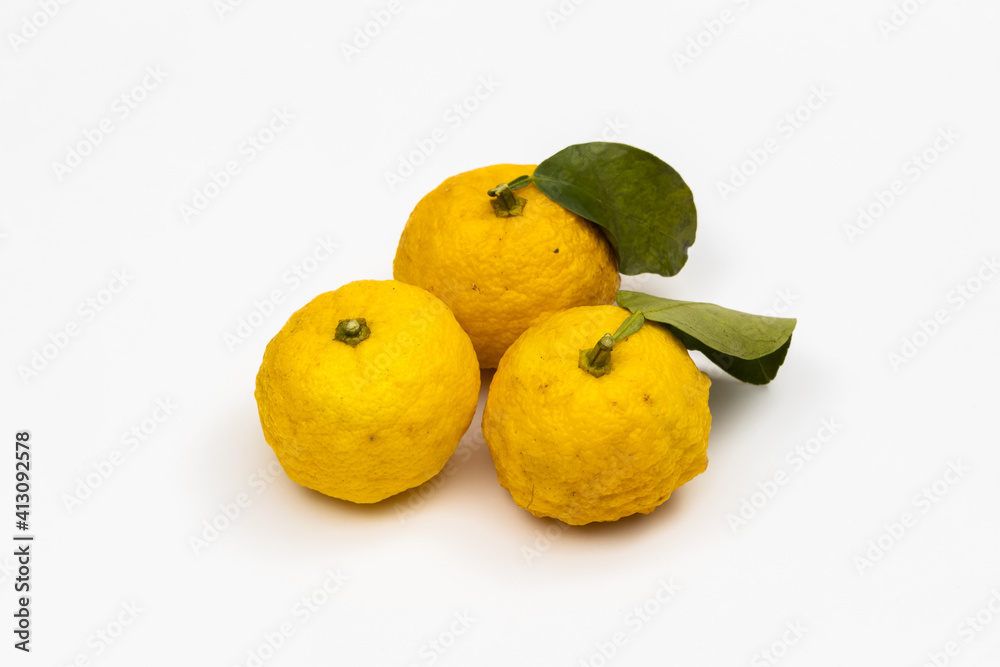 国産ゆず Citron fruit