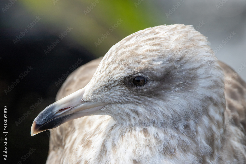 Herring Gull Portrait