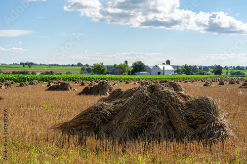 Golden Wheat Sheaves in the Field photo