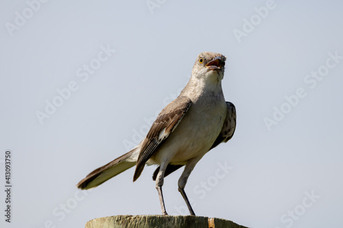 Northern Mockingbird Sitting on Fence Post