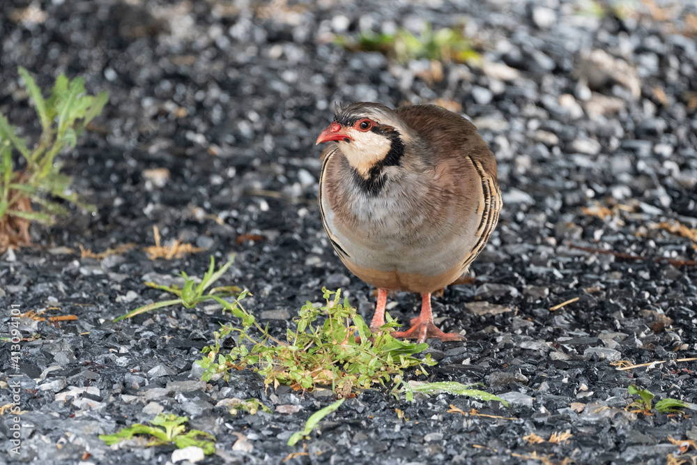 Wild Chukar in the Outdoors Wild Chukar in the Outdoors