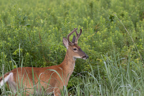 Yearling White-tailed Buck