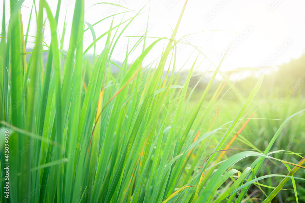 Naklejka premium Lemongrass grown in the vegetable garden, herbs have medicinal properties.