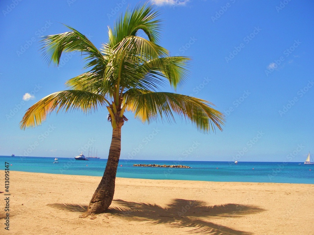 Palm Tree On Beach Against Clear Blue Sky