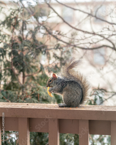 A cute fuzzy squirrel visits for snacks out on the porch during a chilly winter day.