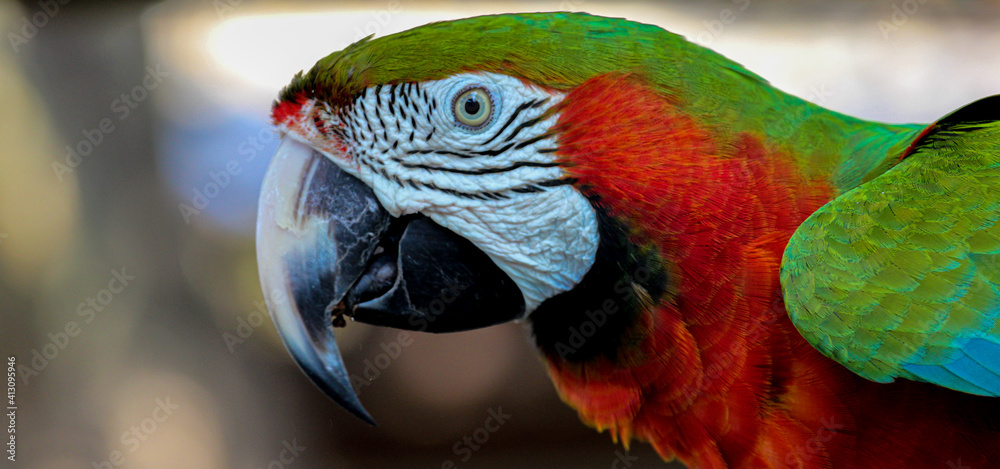 Obraz premium Red Macaw