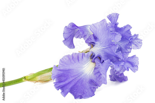 Violet flower of iris  isolated on white background