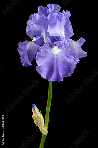 Violet flower of iris, isolated on black background