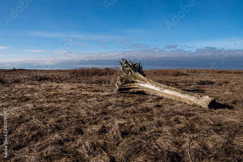 a piece of tree trunk laying in the middle of brown grasses filled marshland on a sunny day with clouds hovering above the horizon