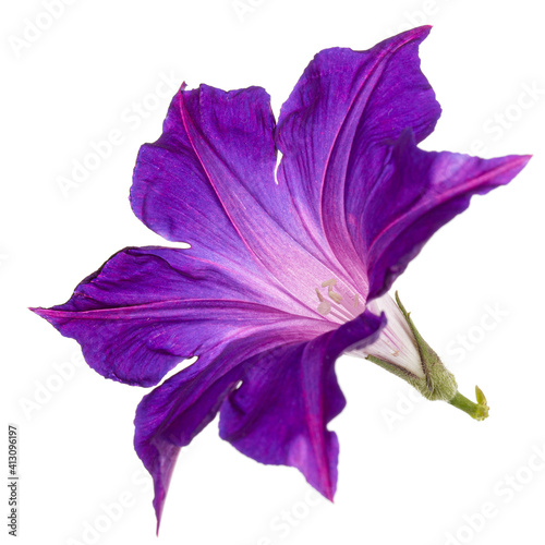 Violet clematis flower, isolated on white background