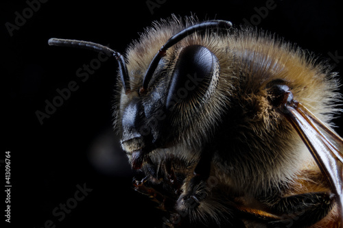 Extreme macro closeup of a domestic bee (Apis mellifera) in black background