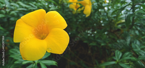 yellow tulip flowers