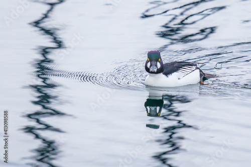 Male Common Goldeneye Duck Shows Off His Iridescent Head on Calm Water photo