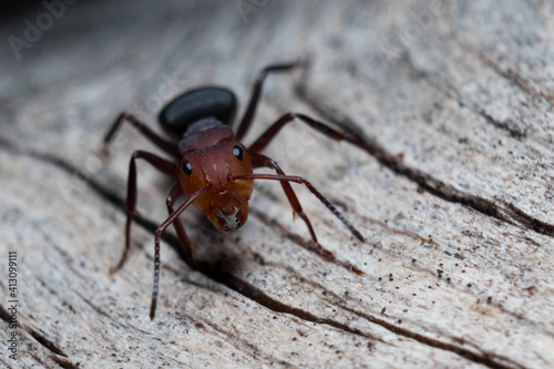 Red ant running on wood (Formica rufa) black background © Alfredo Padilla