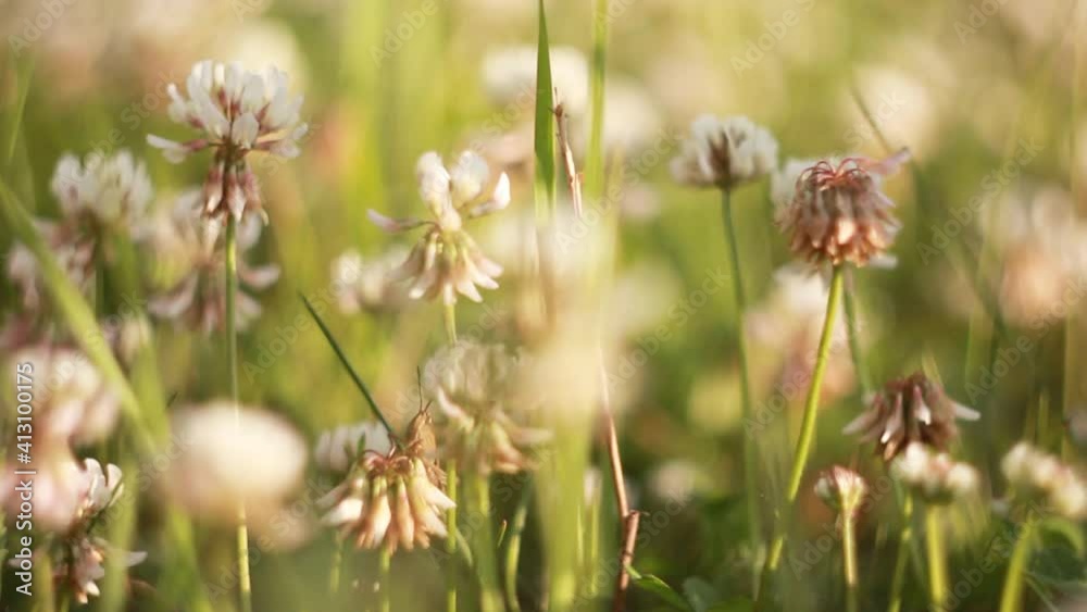 A grasshopper sits on a white clover flower on a sunny meadow on a windy day. Peeping curious brown grasshopper. A grasshopper sits on a white clover flower on a sunny meadow on a windy day. Peeping curious brown grasshopper.