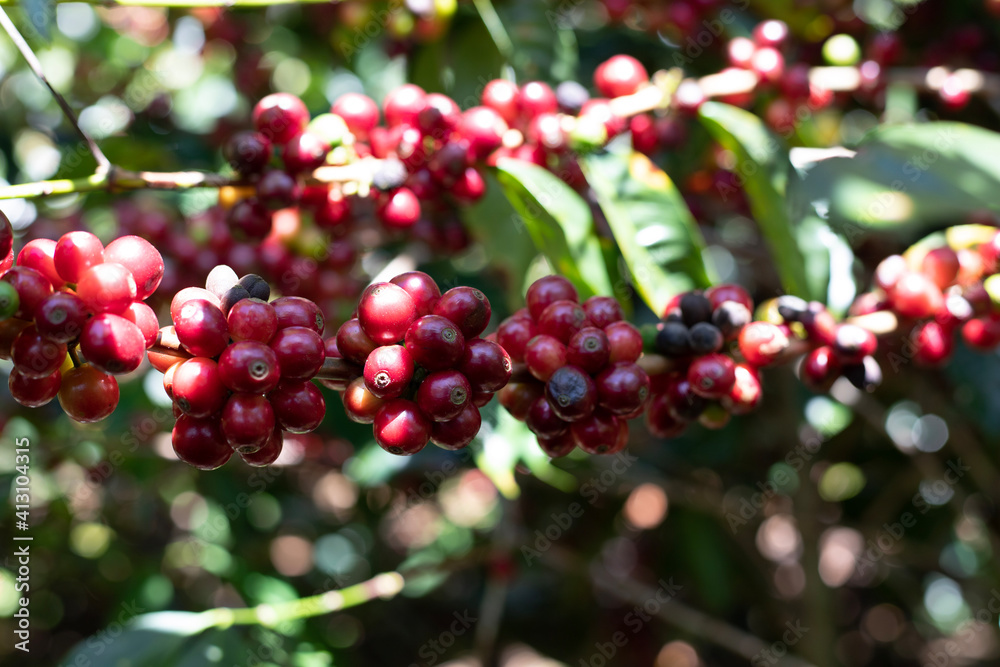 red currant bush