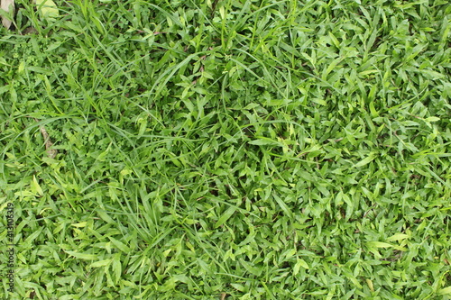 natural green grass texture