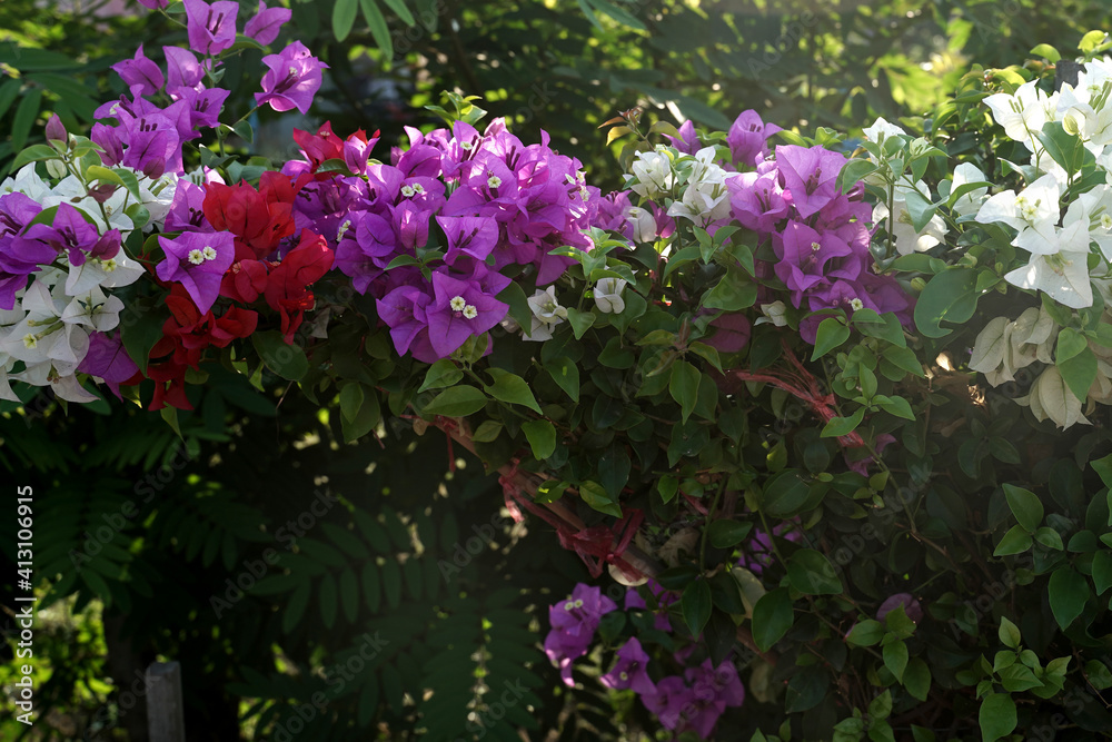 3 colors of blue feng shui flowers in the garden 3 colors of blue feng shui flowers in the garden