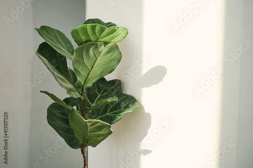 Green leaves of Fiddle Fig or Ficus Lyrata. Fiddle-leaf fig tree houseplant on white wall background,, Air purifying plants for home, Houseplants With Health Benefits