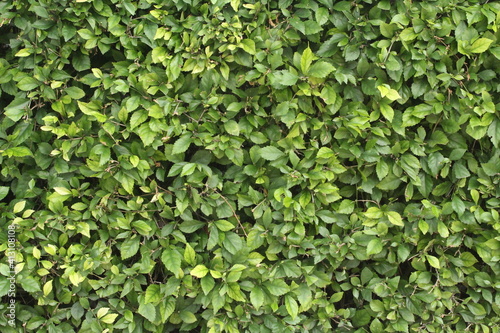 Wallpaper Mural leaf texture of plant shrubs Torontodigital.ca