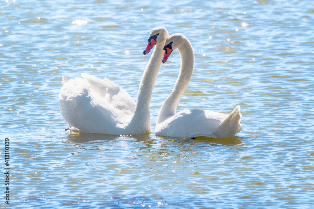 Naklejka premium Mating games of a pair of white swans. Swans swimming on the water in nature. Valentine's Day background