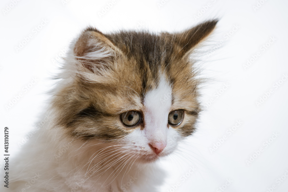 Portrait of a funny fluffy kitten on a white background