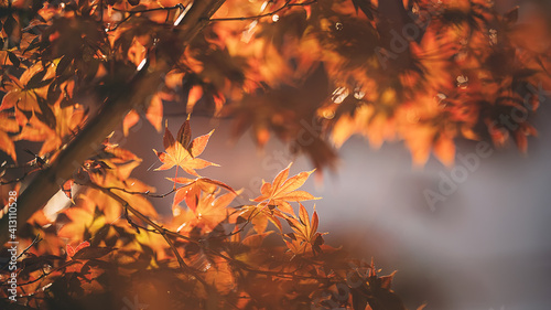 Beautiful Autumn Leaves Shot with Telephoto Prime Lens
