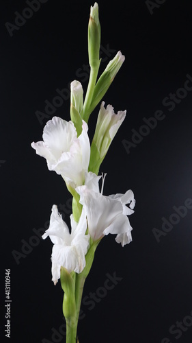  Beautiful White Flower tuberose isolated on dark Background. Close up. Flower Photography