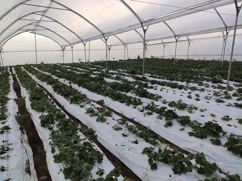 greenhouse with plants