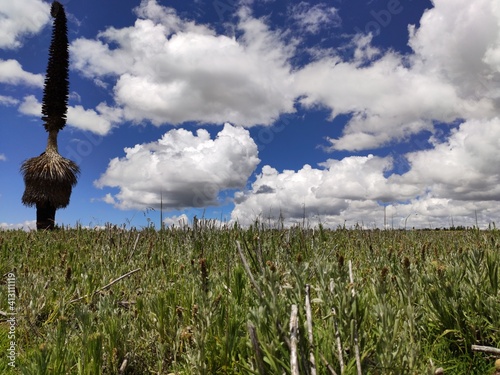 field of wheat