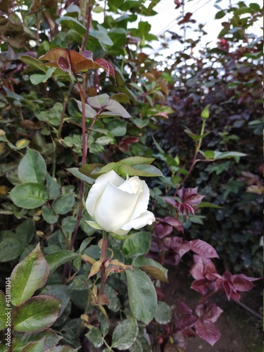 white rose in the garden