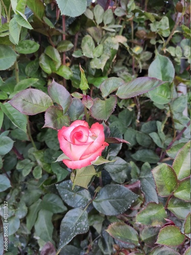 red rose in garden