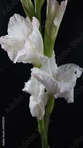 Beautiful White Flower tuberose isolated on dark Background Close up. Flower Photography