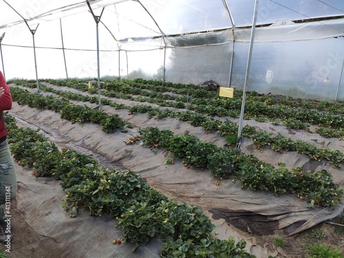 vegetables in a greenhouse