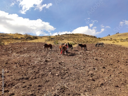 landscape with horses