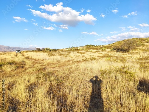 giraffe in the grass