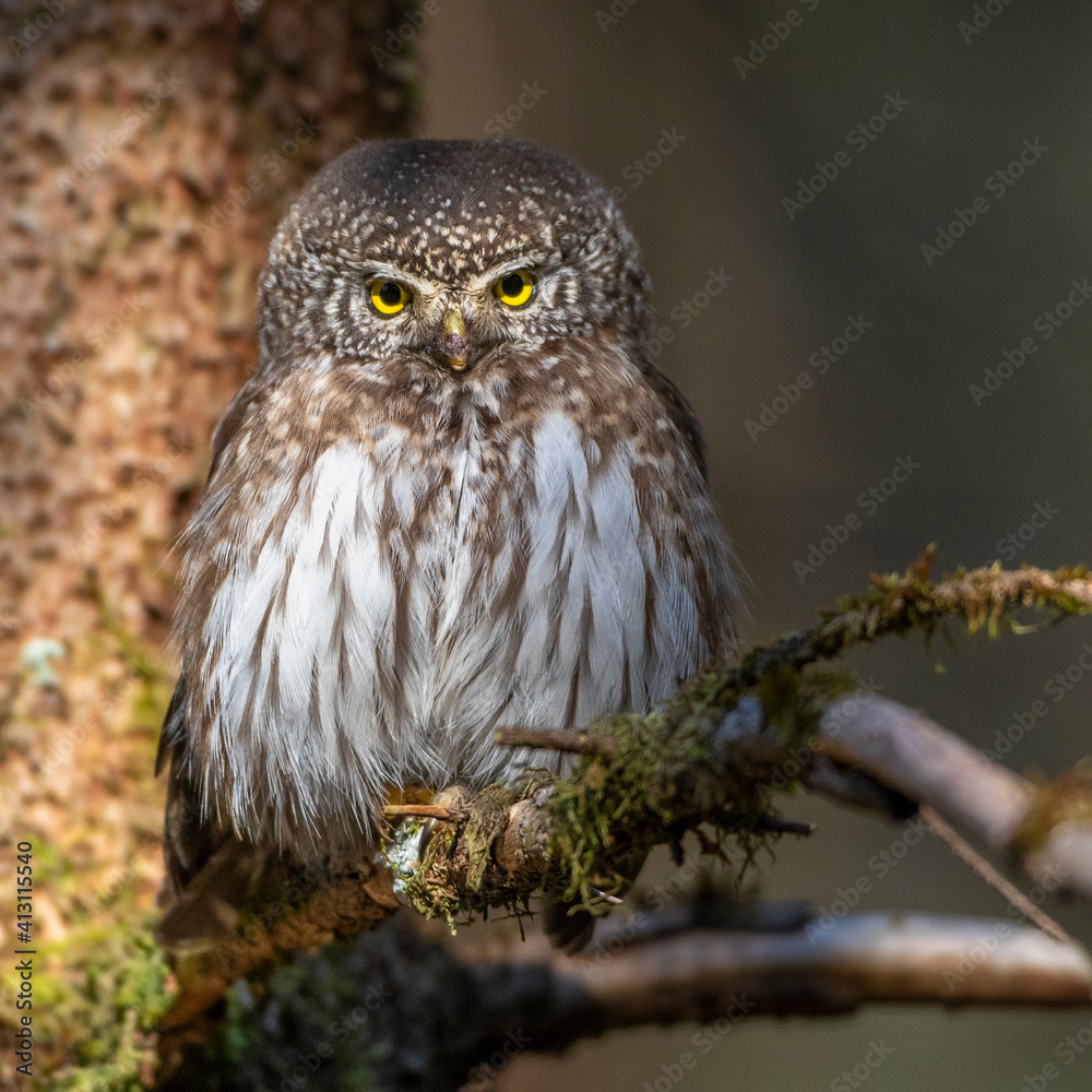 Sperlingskauz (Glaucidium passerinum) Sperlingskauz (Glaucidium passerinum)