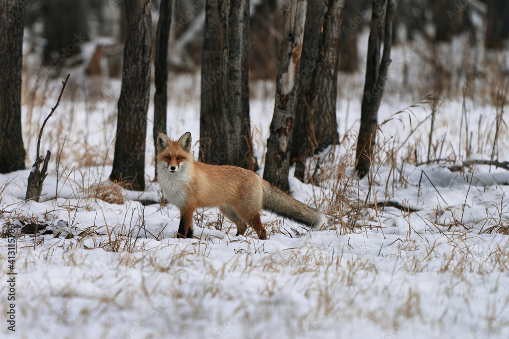 red fox in winter forest red fox in winter forest