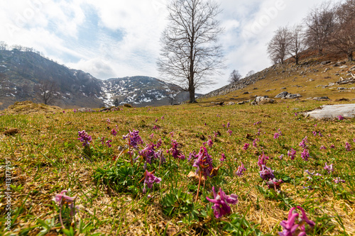 Landscape in the mountains in spring  with beautiful flower blooms and traces of snow