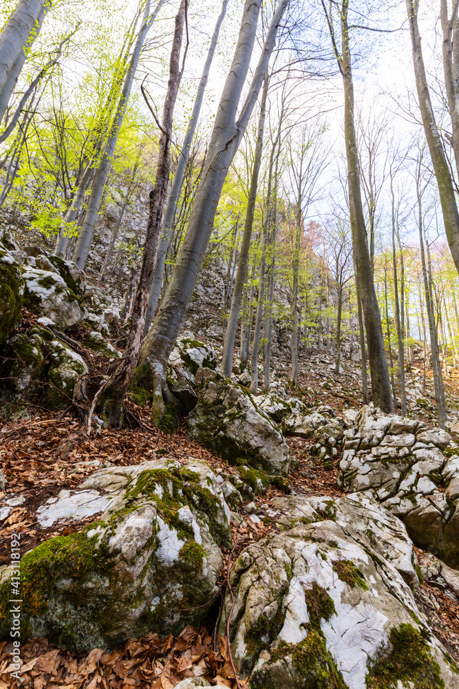 Lush green foliage and birch trees in a pristine forest, profiled on clear sky, in spring Lush green foliage and birch trees in a pristine forest, profiled on clear sky, in spring