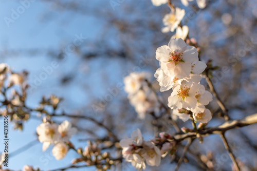 Spring atmospheric background of branches of flowering almonds. Delicate white flowers bloomed in the garden. Clear blue sky, blurred background with bokeh. The concept of freshness, early spring. © Anna Pismenskova