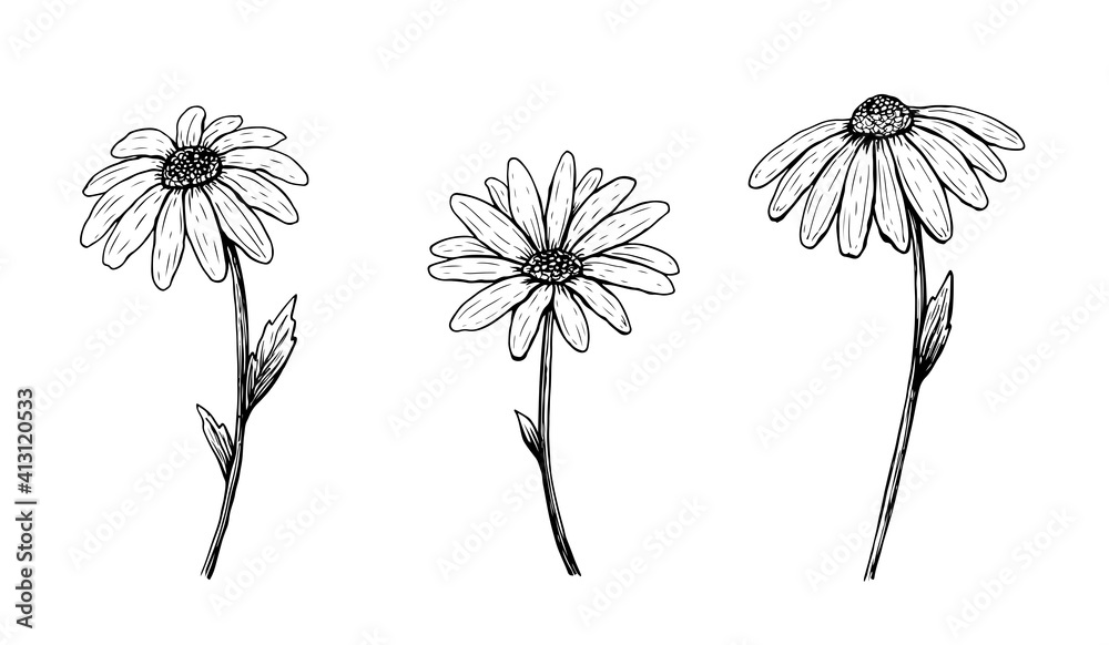 Set of outline daisy flowers. Vector hand-drawn illustration in line ...