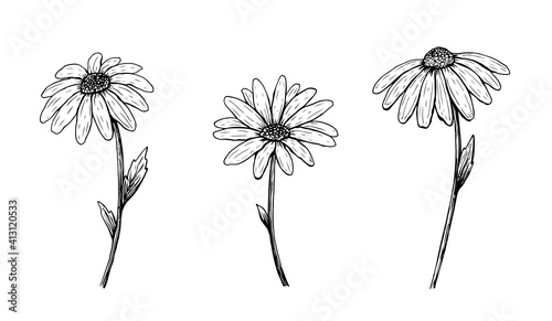 Set of outline daisy flowers. Vector hand-drawn illustration in line art style. Chamomile sketches. Perfect for your projects, cards, invitations, print, decor, patterns, packaging design. 