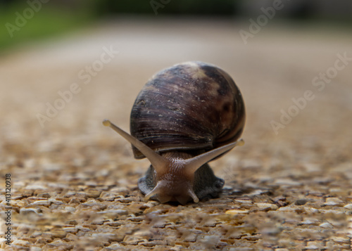 Close-up of Dark achatina snail with a brown striped shell crawling on the Stone floor. The concept runs slowly, No focus, specifically.