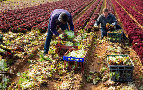 International team of farm workers hand harvesting organic red lettuce crop on fertile agriculture land photo