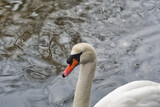 A closeup of a mute swan.    West Vancouver BC Canada  
