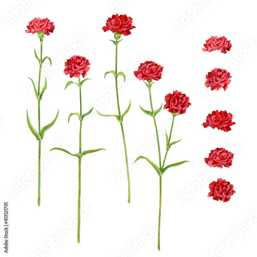 Design elements of carnation flowers