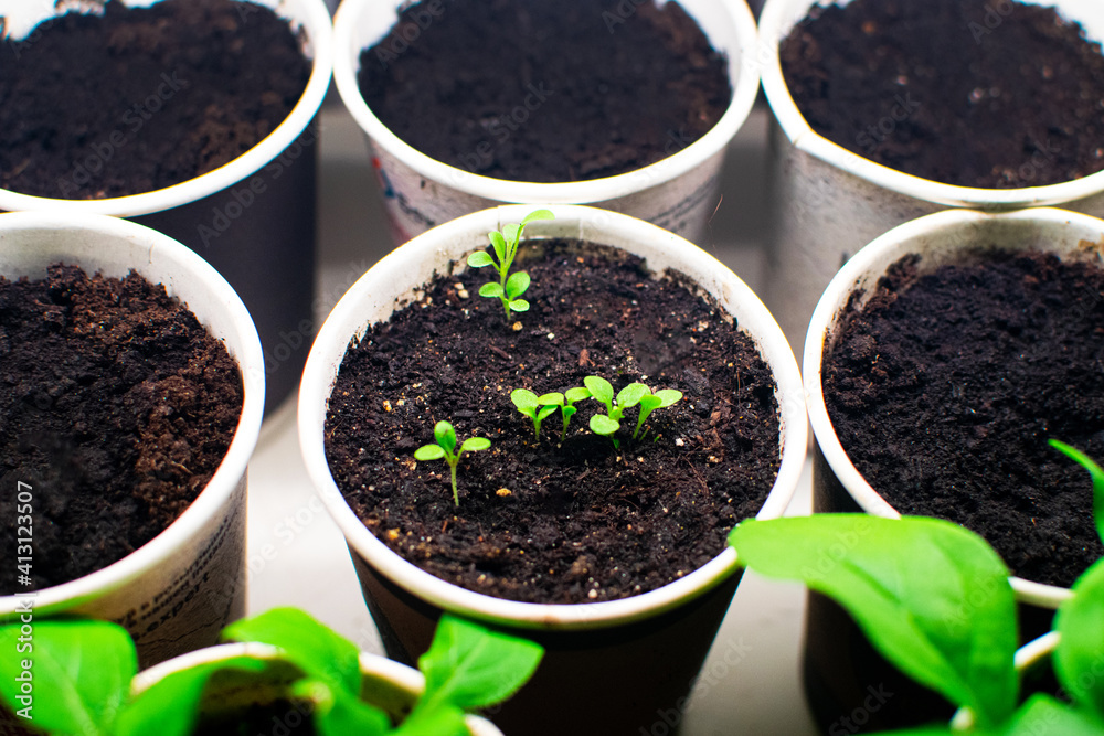 Growing seedlings of tomato under UV lamp. Plant sprouts in peat pots on the window. Growing seedlings of tomato under UV lamp. Plant sprouts in peat pots on the window.